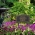 Ivy Trellis Garden Welcome Lawn Plaque Black & Gold 3