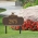 Chickadee Ivy Garden 1-Line Lawn Plaque Bronze & Gold 4