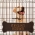 Hanging Dog Bone Plaque in Antique Copper  Hanging Proudly on your Pets Cage